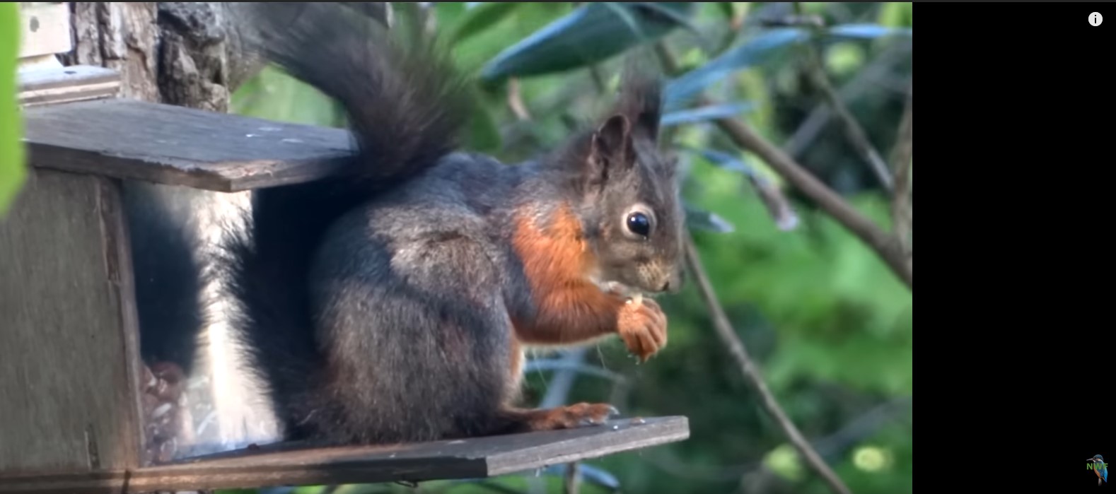 Screenshot 1red squirrels 3