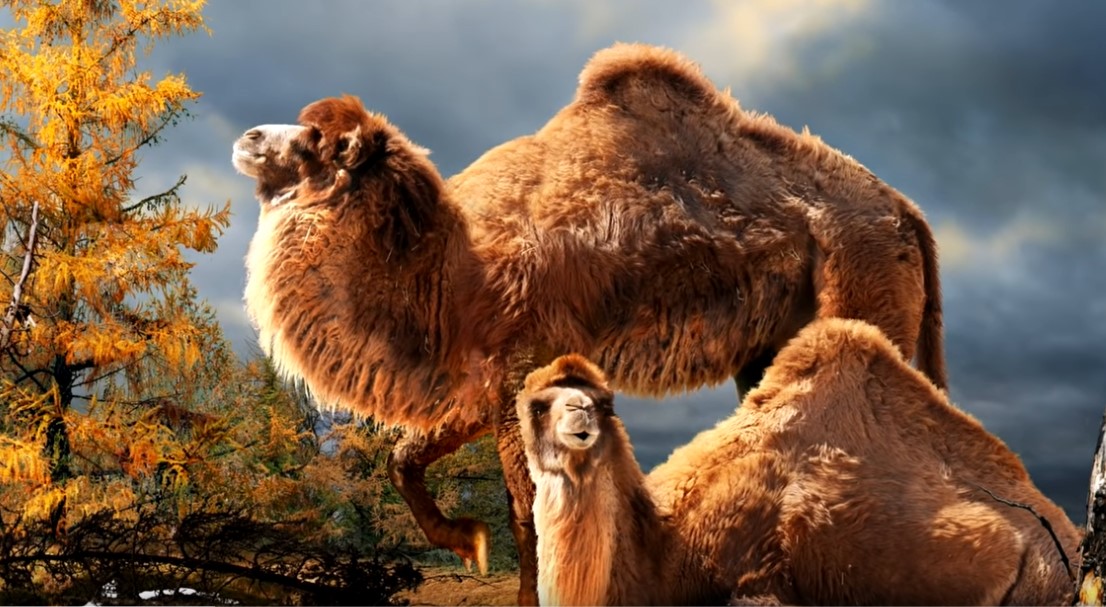 Screenshot 1second camels