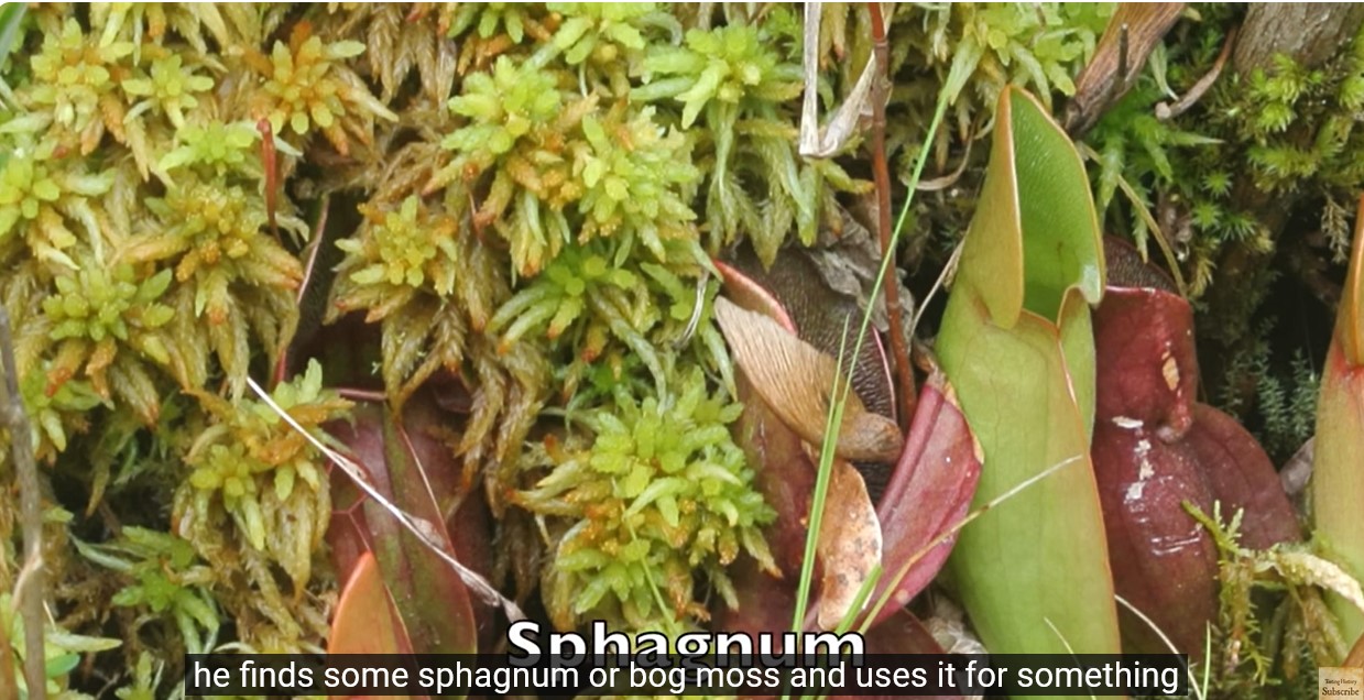 Screenshot 1sphagnum moss