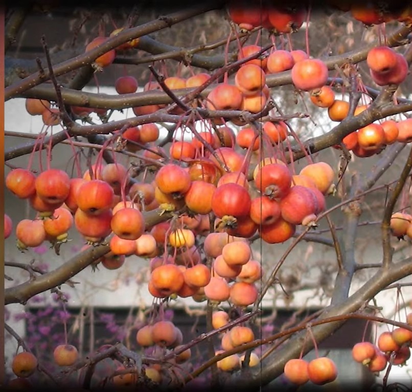 Screenshot 1vbapples