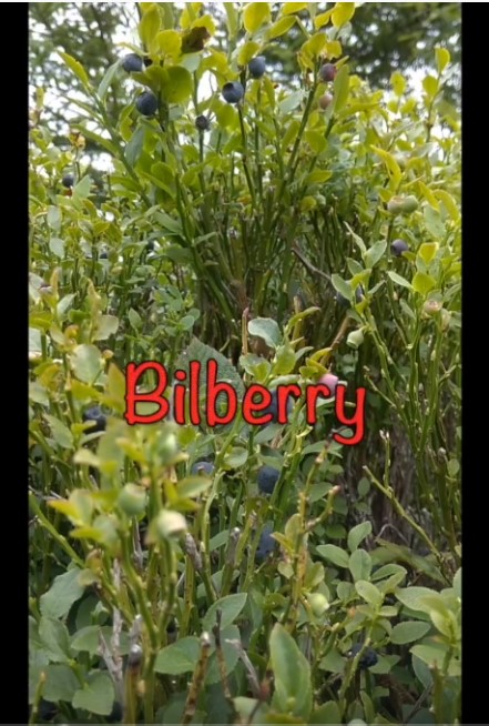 Screenshot 3bilberrys n
