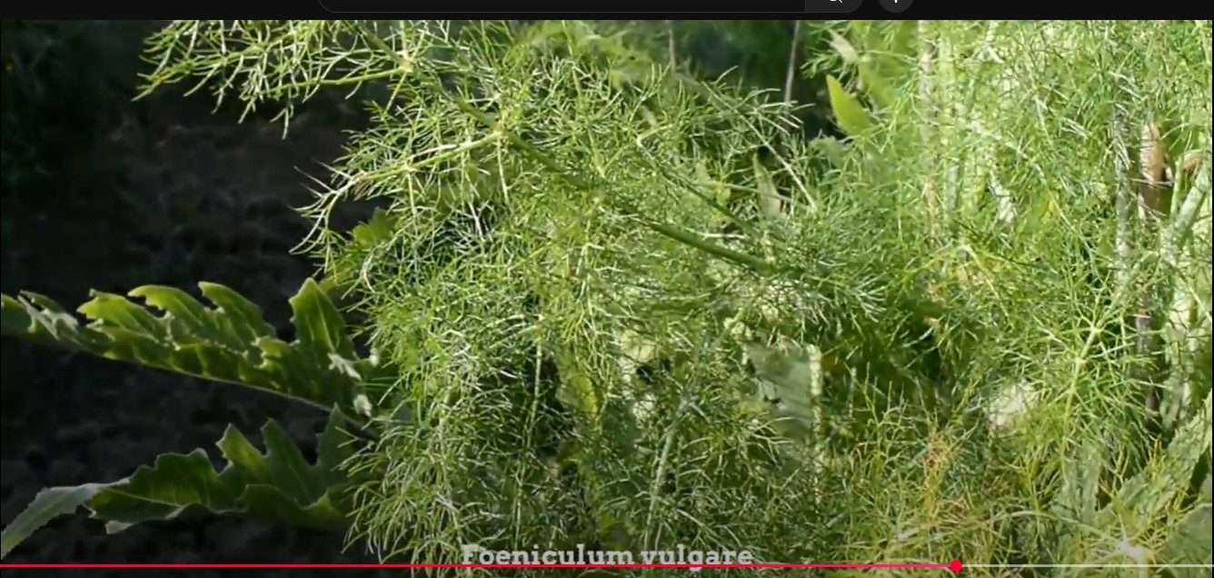 Screenshot 3vulgar