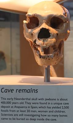 400 thousand year old Neanderthal skull remains found in Spain.  Displayed in Natural History Museum in London.